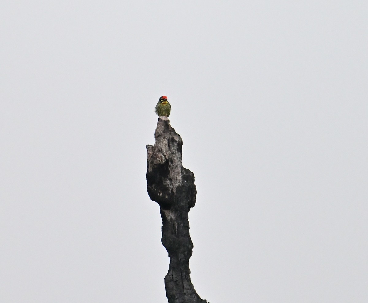 Coppersmith Barbet - ML638267907