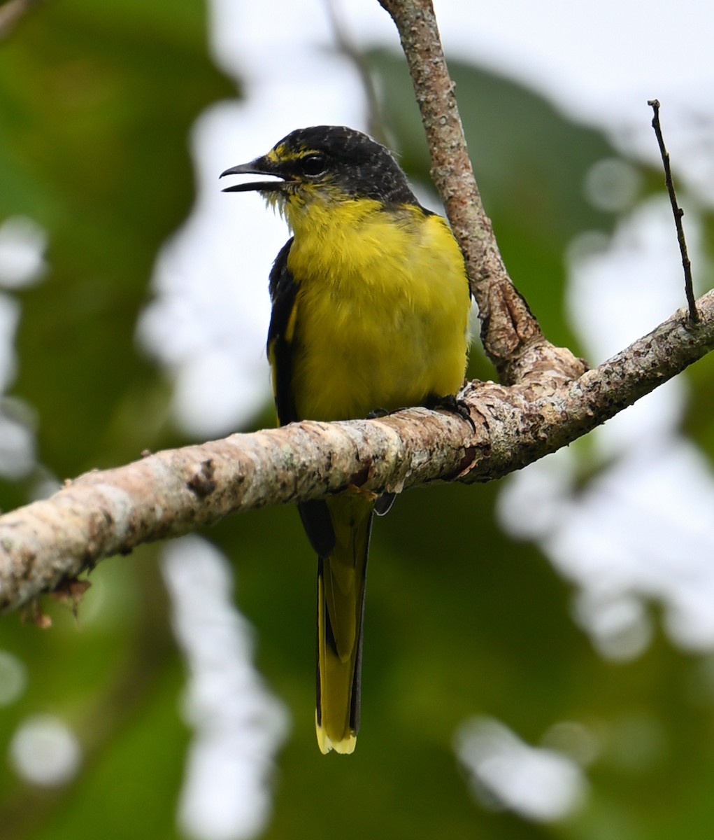 Kırmızı Minivet - ML638267909