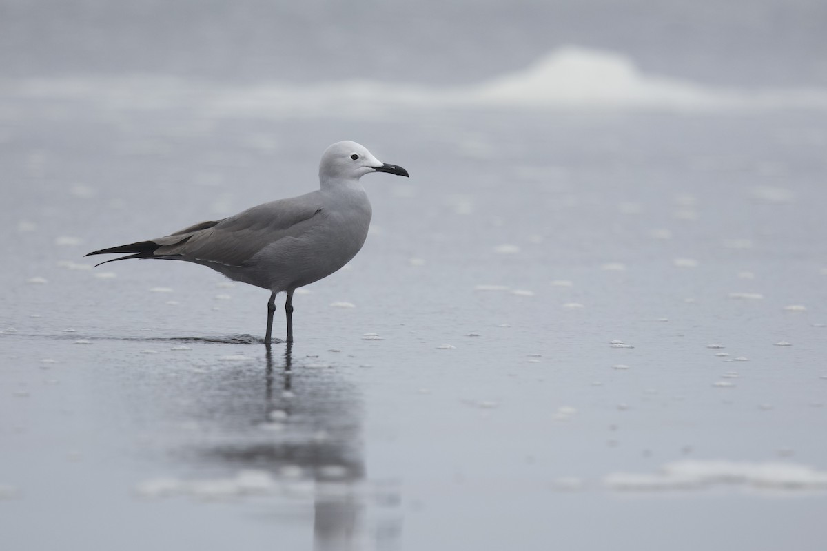 Gray Gull - ML638267910