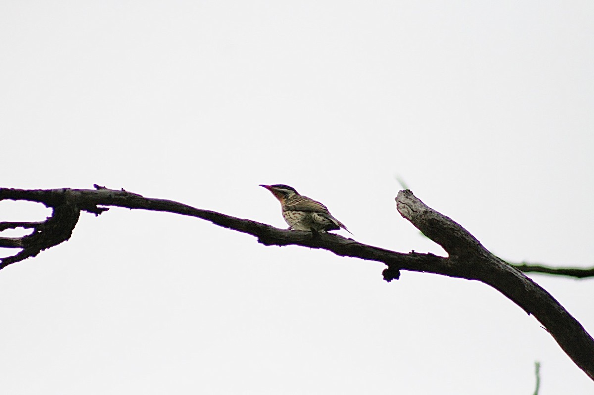 Spiny-cheeked Honeyeater - ML638267914