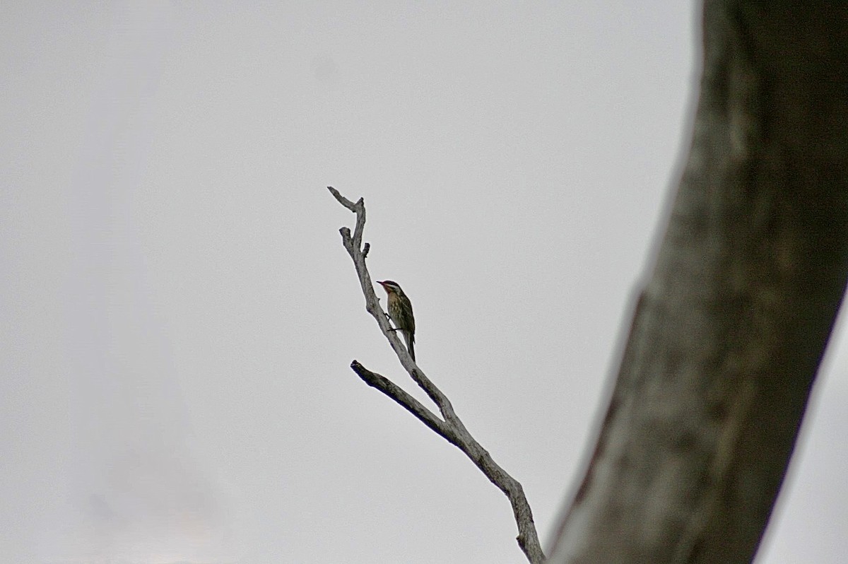 Spiny-cheeked Honeyeater - ML638267918