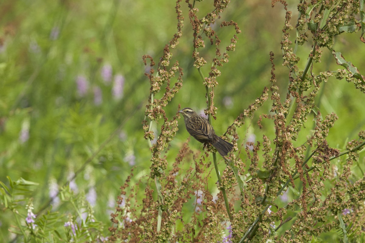 Yellow-winged Blackbird - ML638267925