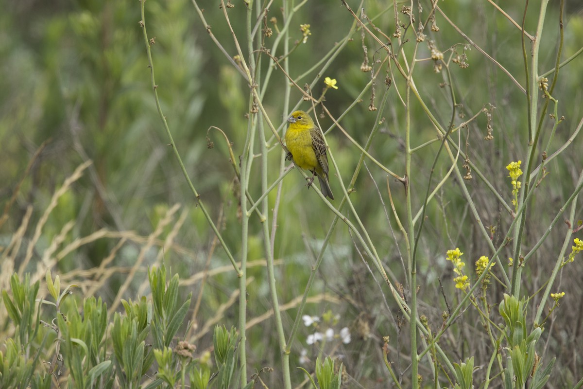 Grassland Yellow-Finch (Grassland) - ML638267931