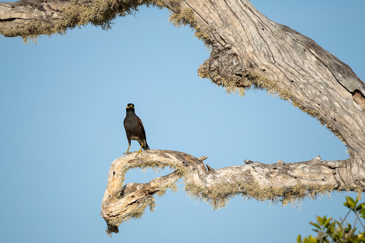 Common Myna - ML638267943