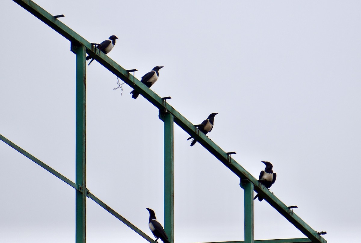 Pied Crow - ML638267946