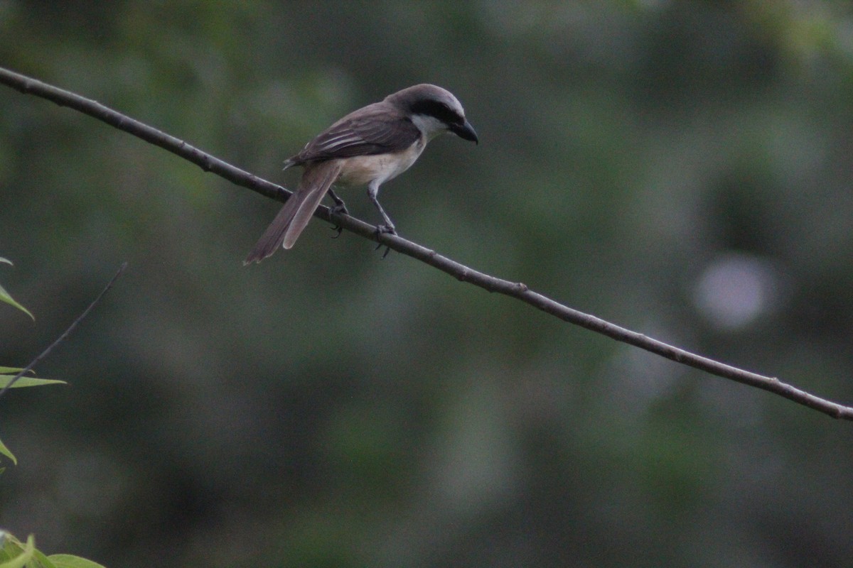Brown Shrike - ML638267948