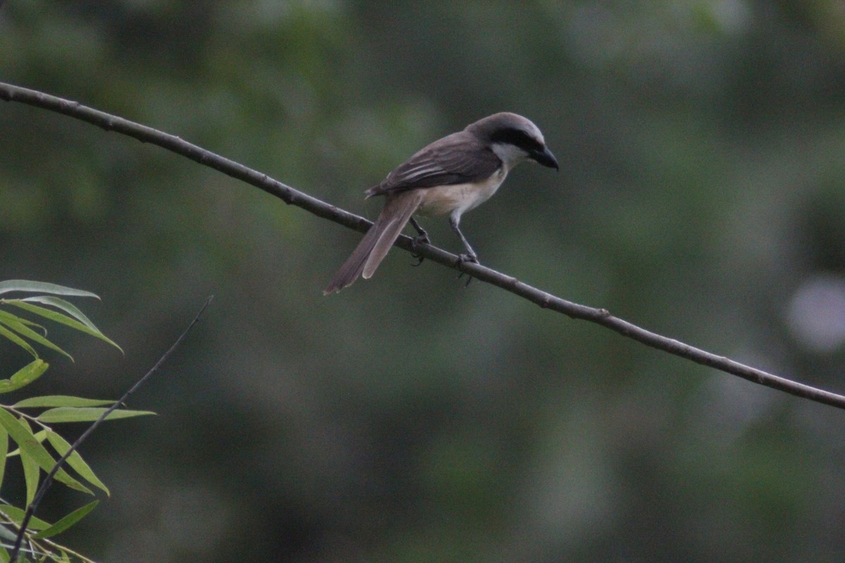 Brown Shrike - ML638267949