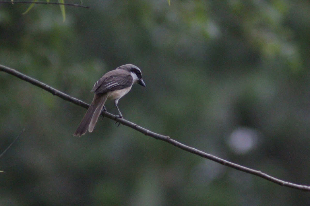 Brown Shrike - ML638267950