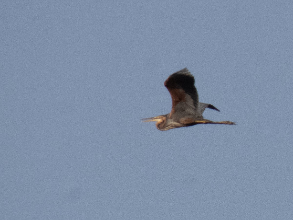 Purple Heron - ML638267951