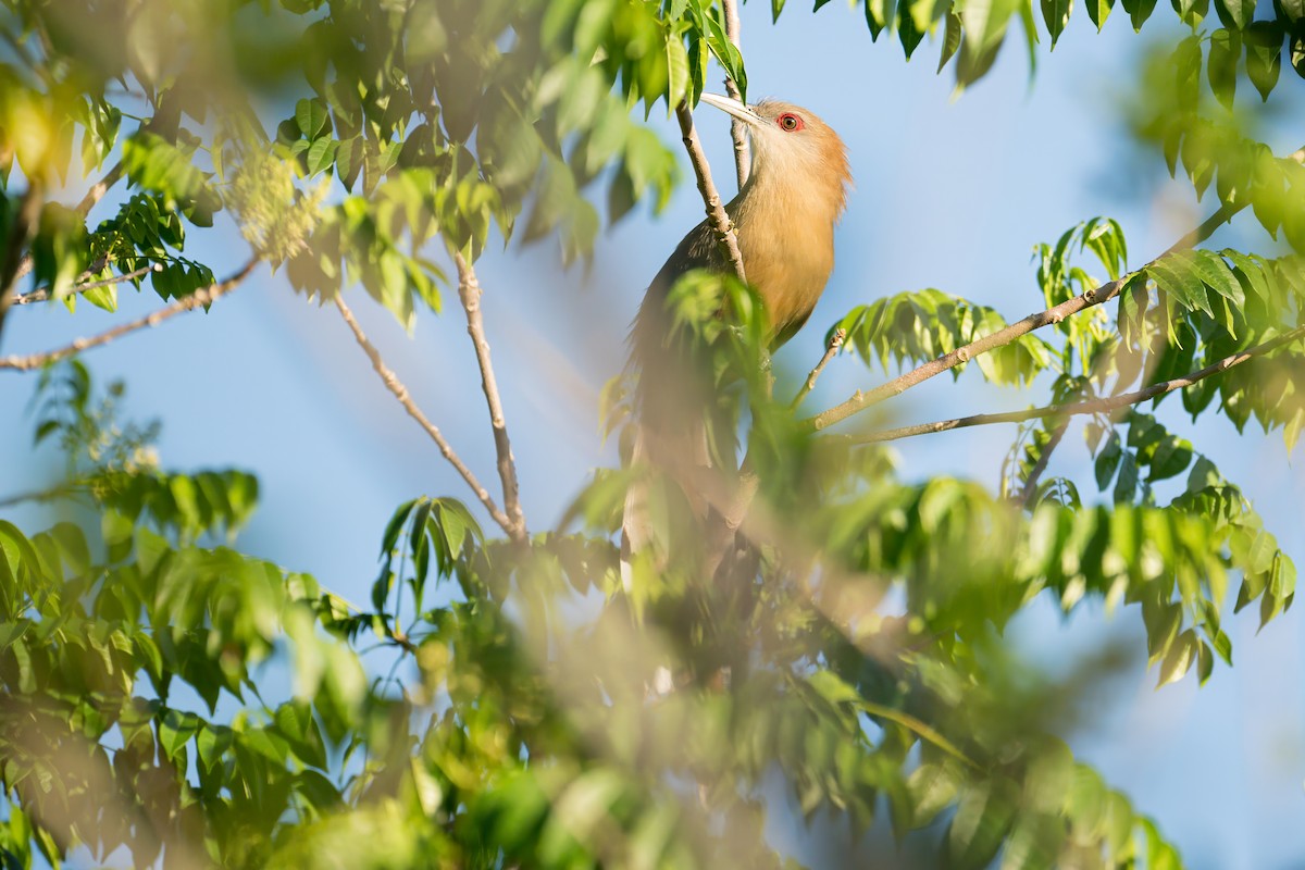 Great Lizard-Cuckoo (Cuban) - ML638267958