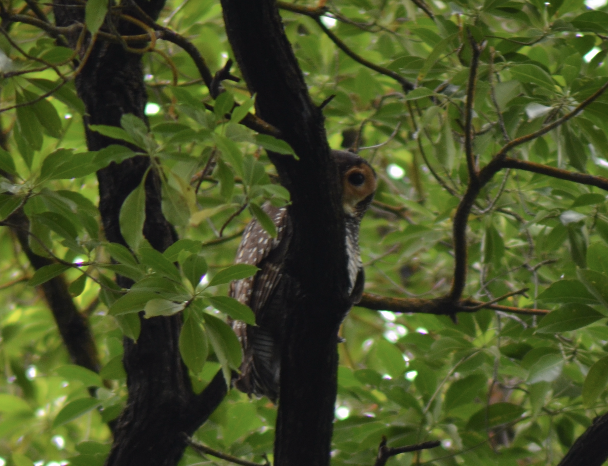 Spotted Wood-Owl - ML638267976