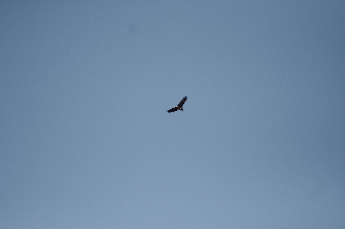 Wedge-tailed Eagle - ML638267977
