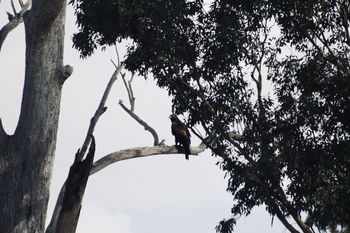 Wedge-tailed Eagle - ML638267978