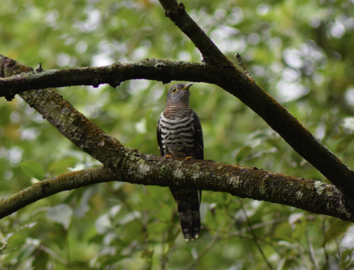Indian Cuckoo - ML638267986