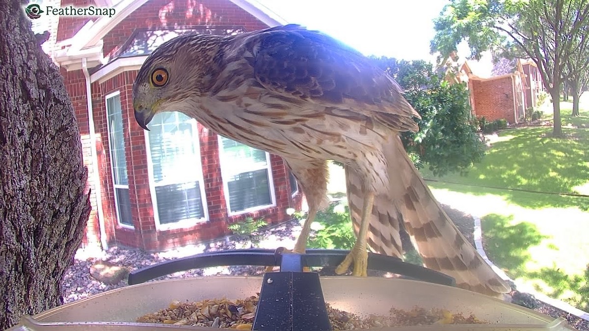 Cooper's Hawk - ML638267991
