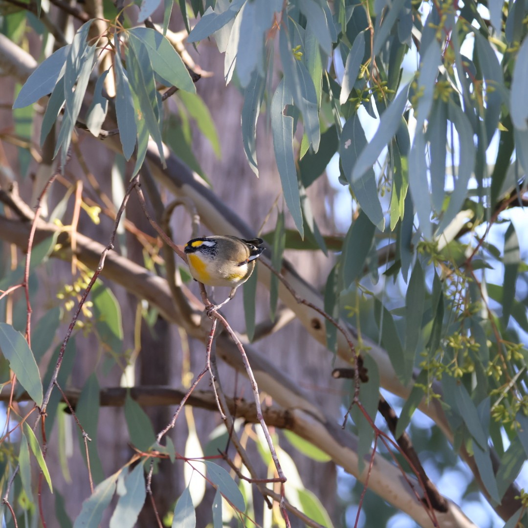 Striated Pardalote - ML638267998