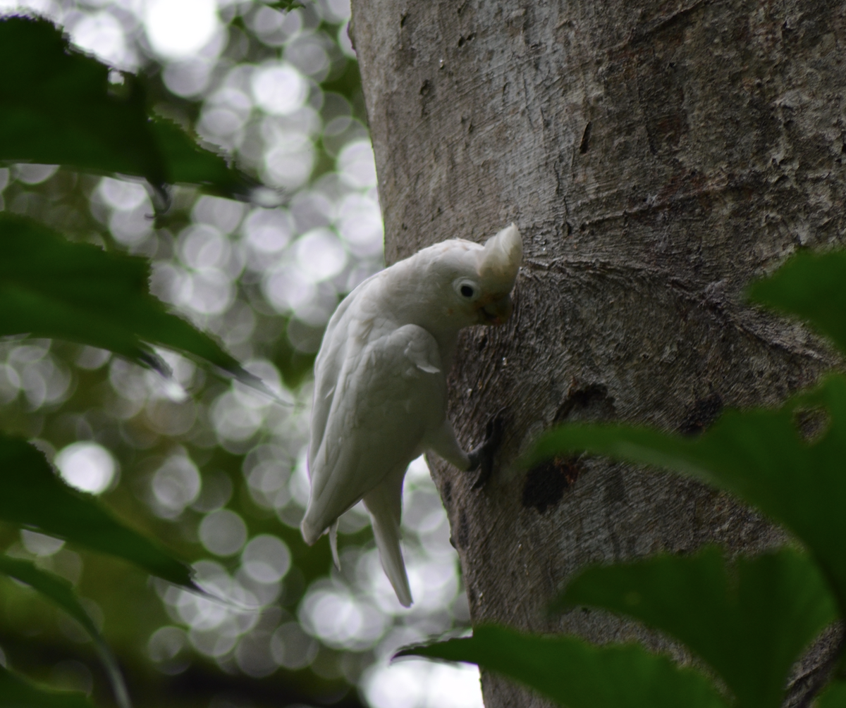 Tanimbar Corella - ML638268000