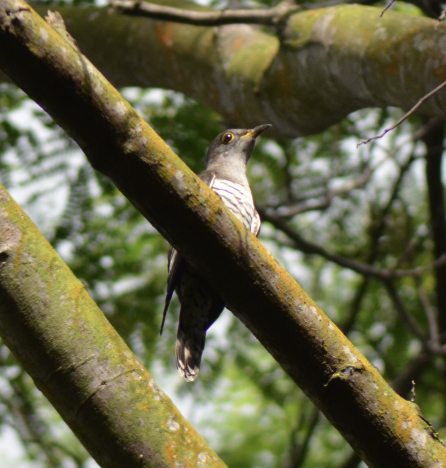 Indian Cuckoo - ML638268002