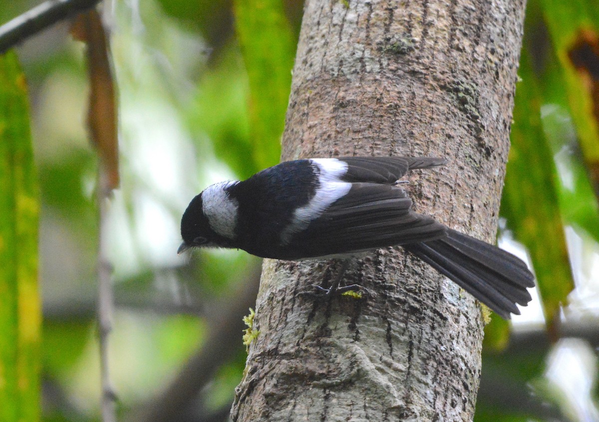 Pied Monarch - ML638268004