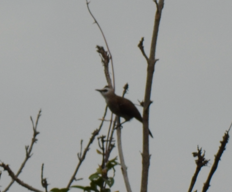 Yellow-vented Bulbul - ML638268006