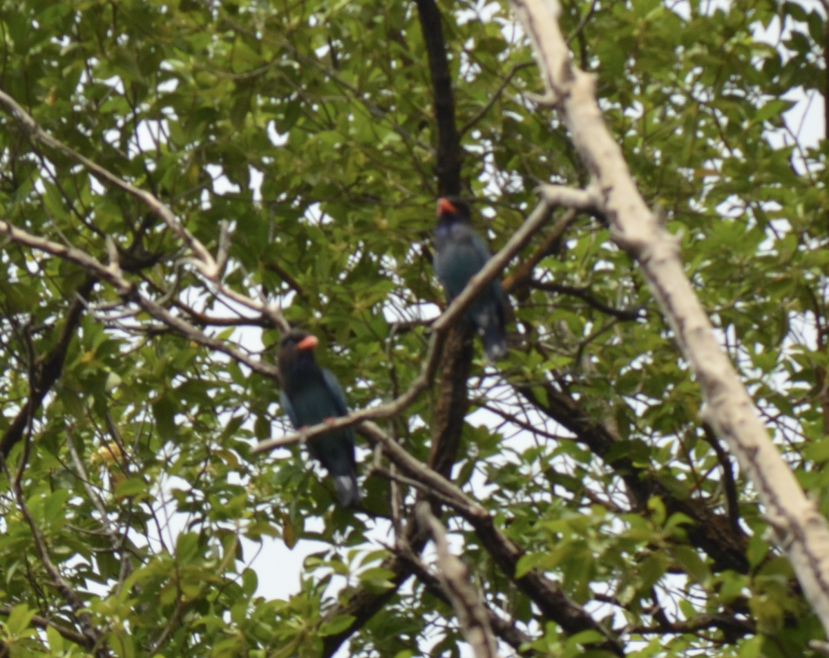 Dollarbird - ML638268011
