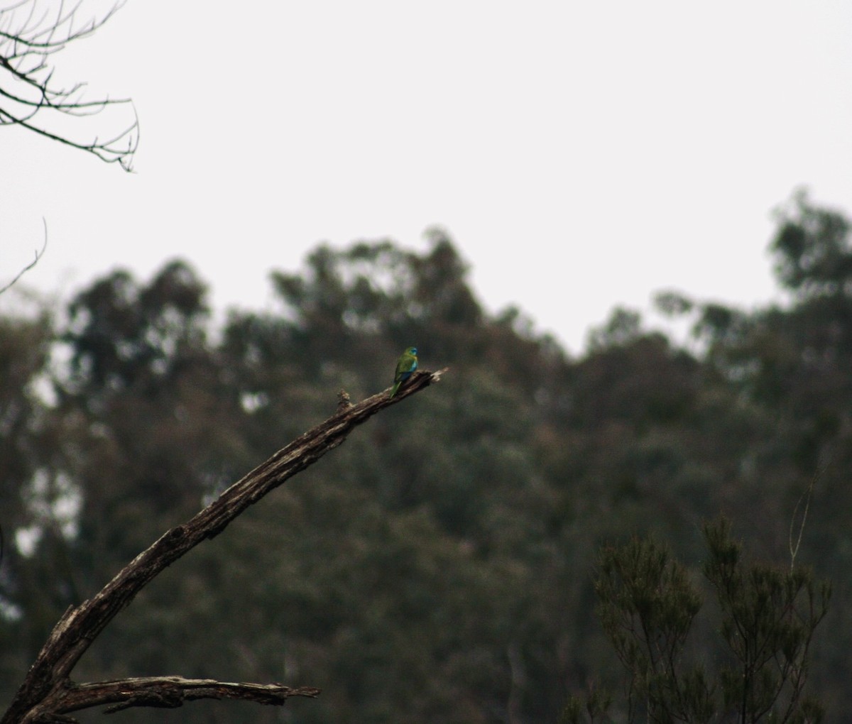 Turquoise Parrot - ML638268013