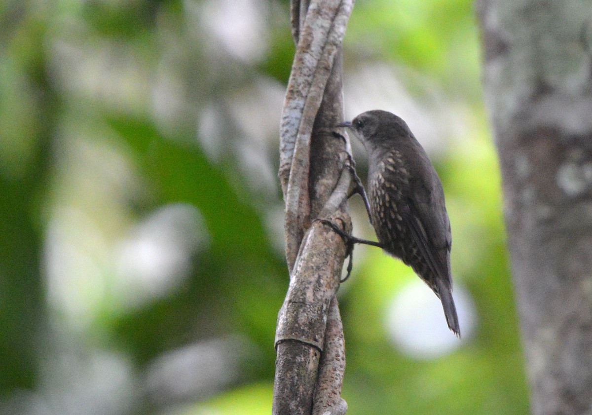 White-throated Treecreeper - ML638268016