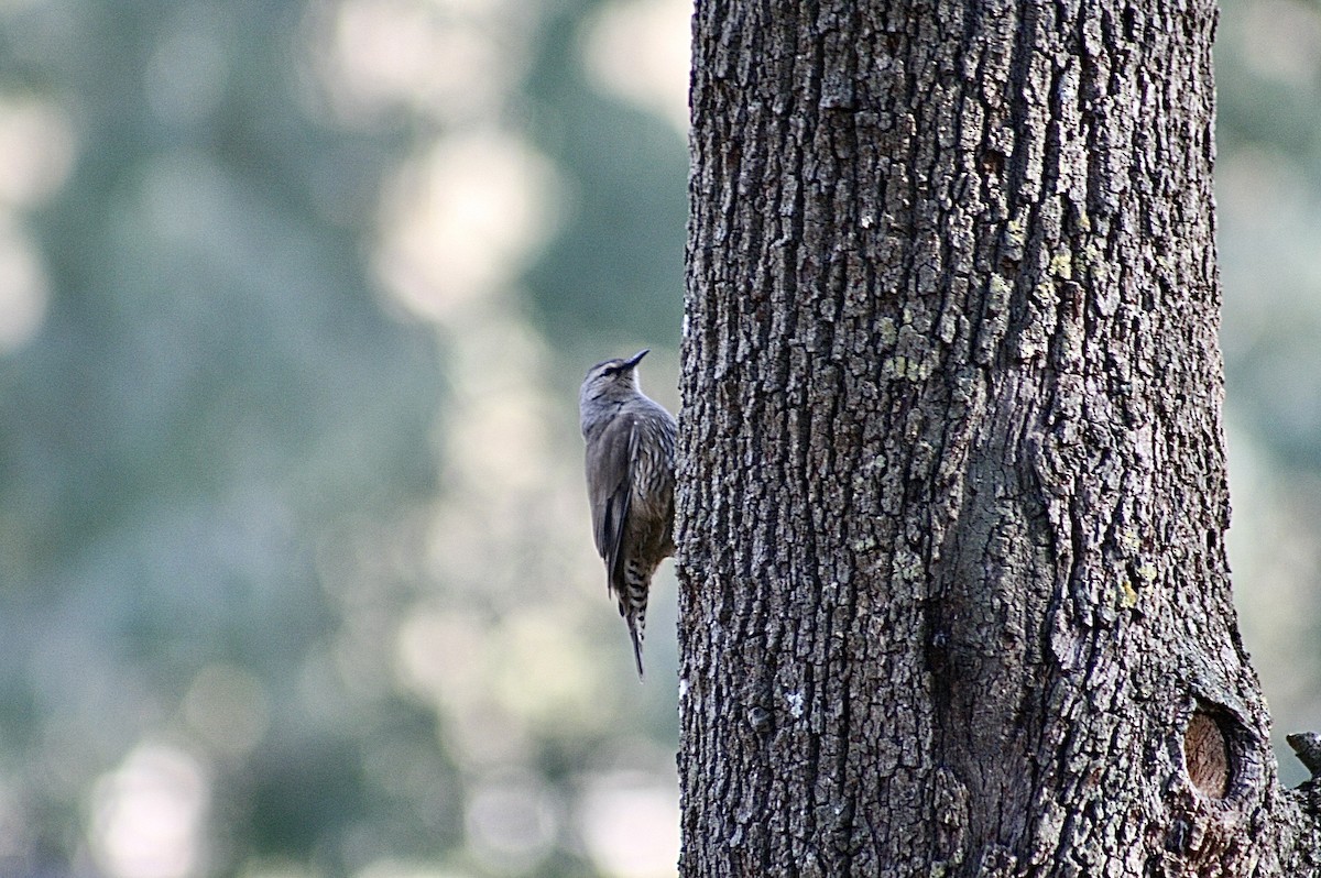 Brown Treecreeper - ML638268017