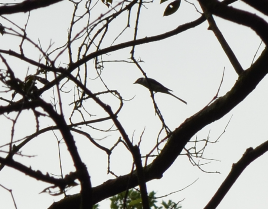 Ashy Minivet - ML638268020