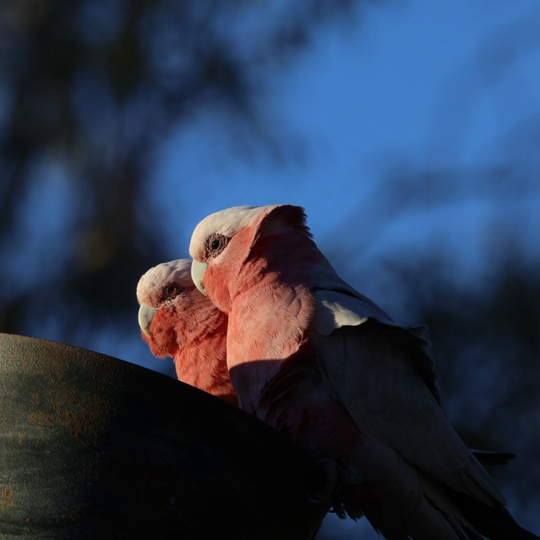 Galah - ML638268024