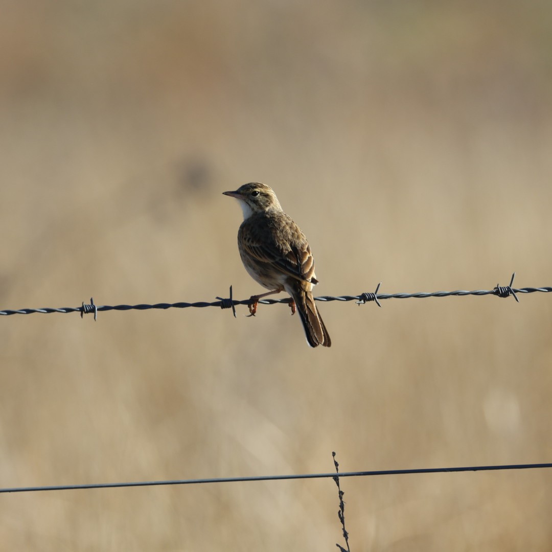 Australian Pipit - ML638268031