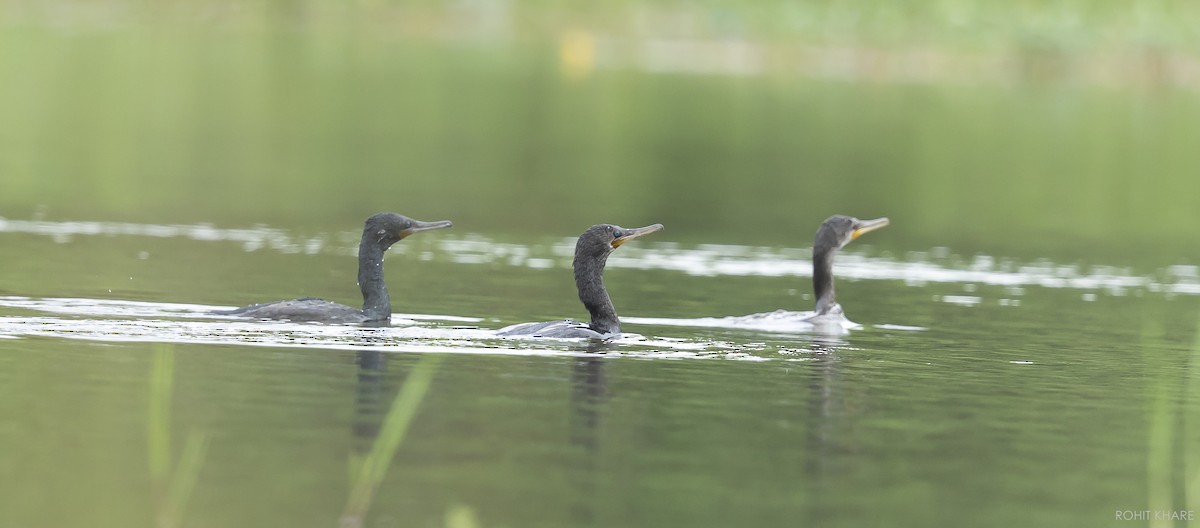 Indian Cormorant - ML638268032