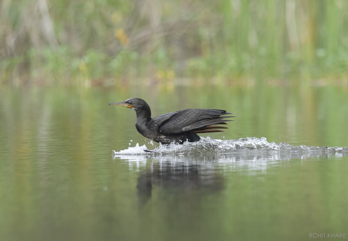 Indian Cormorant - ML638268033