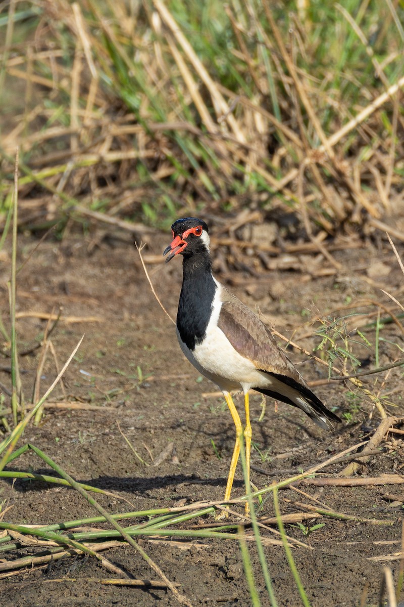 Red-wattled Lapwing - ML638268045