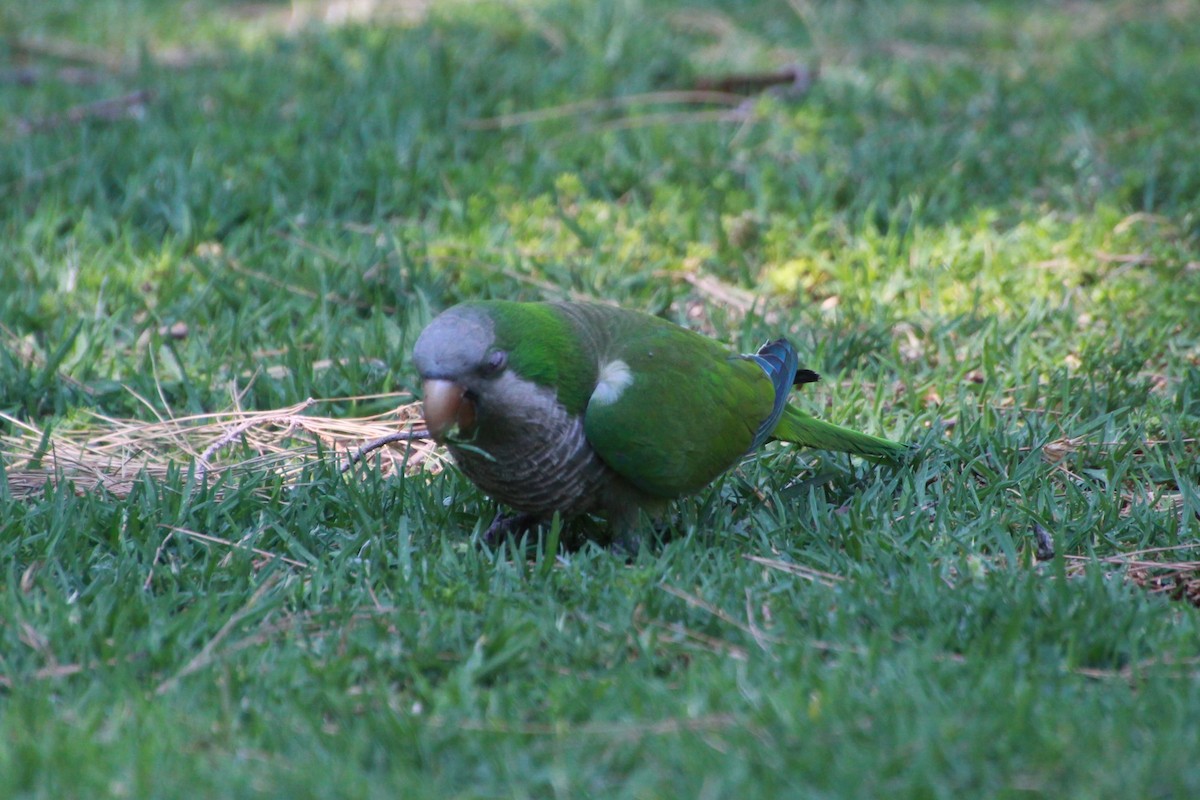 Monk Parakeet (Monk) - ML638268046