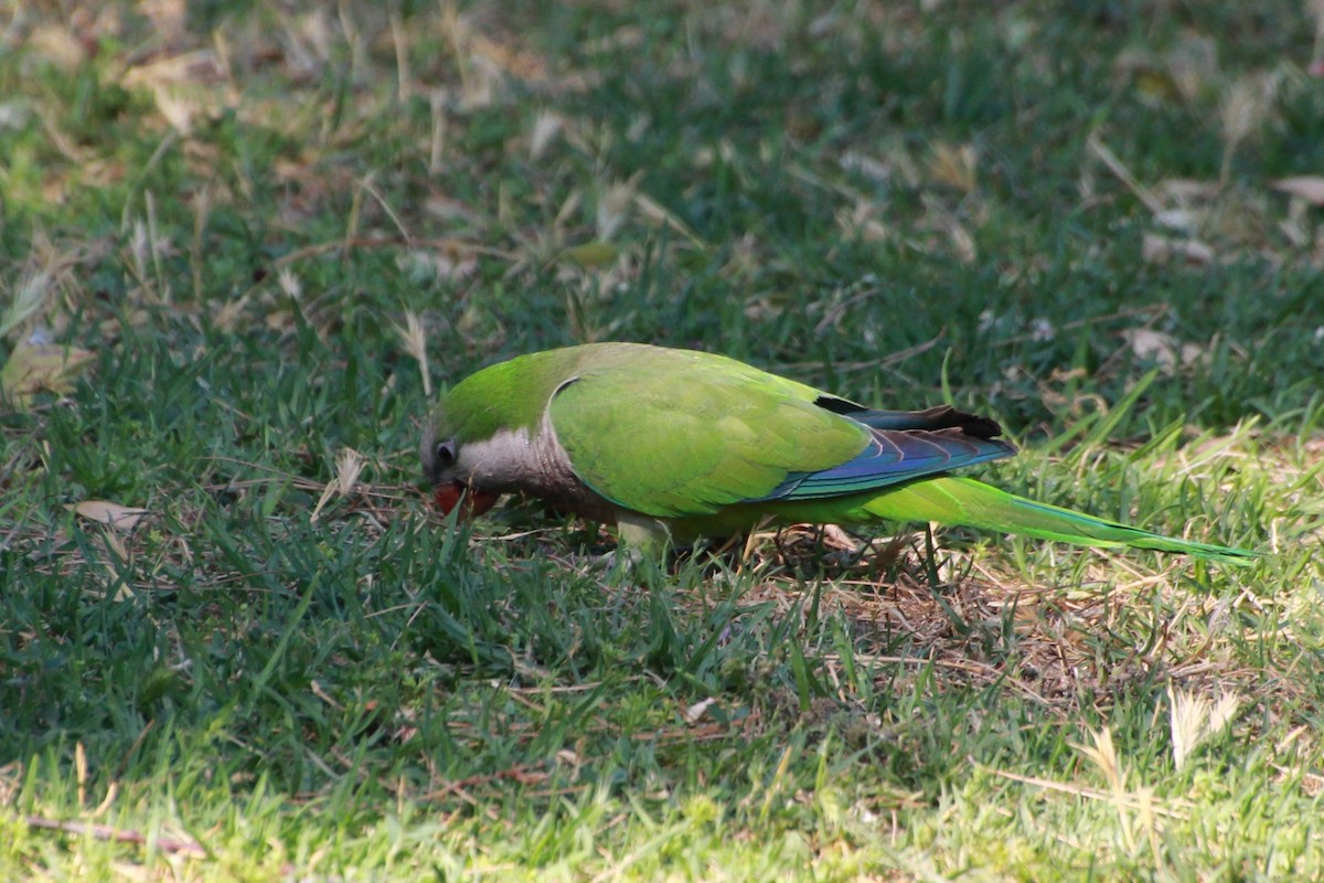 Monk Parakeet (Monk) - ML638268047