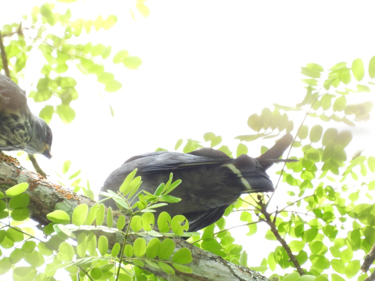 Plumbeous Kite - ML638268059