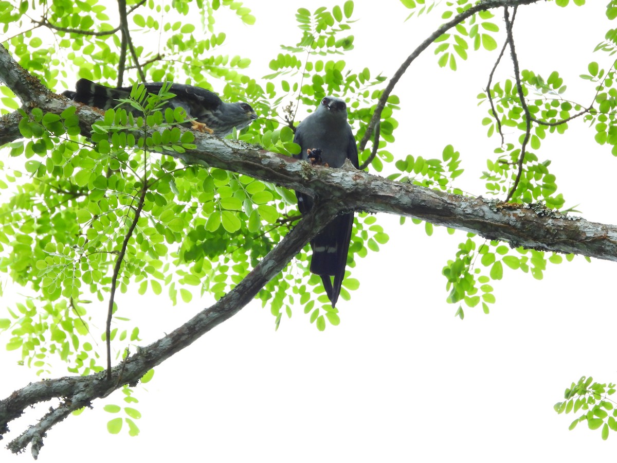 Plumbeous Kite - ML638268061