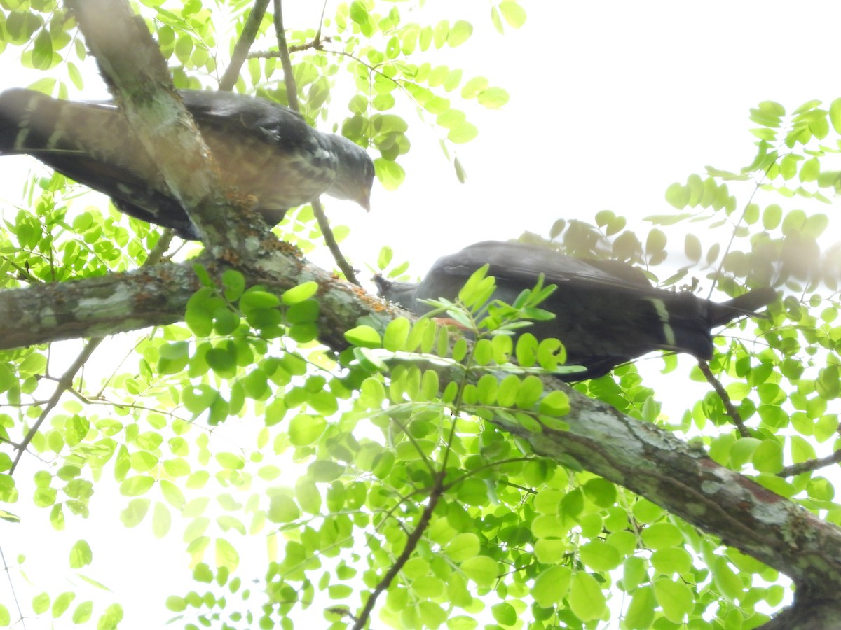 Plumbeous Kite - ML638268063