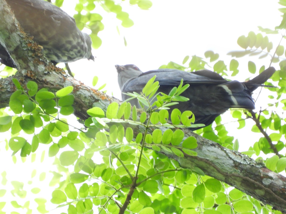 Plumbeous Kite - ML638268065