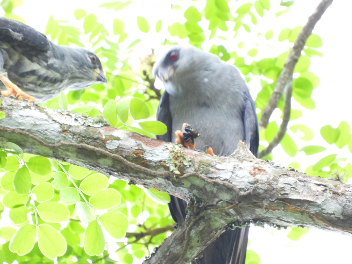 Plumbeous Kite - ML638268067