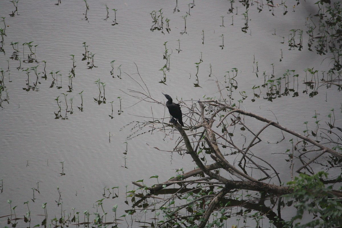 Little Cormorant - ML638268082