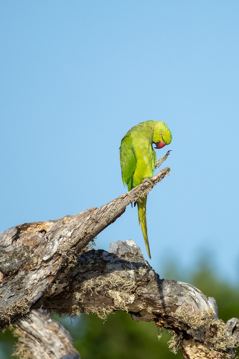 Rose-ringed Parakeet - ML638268091