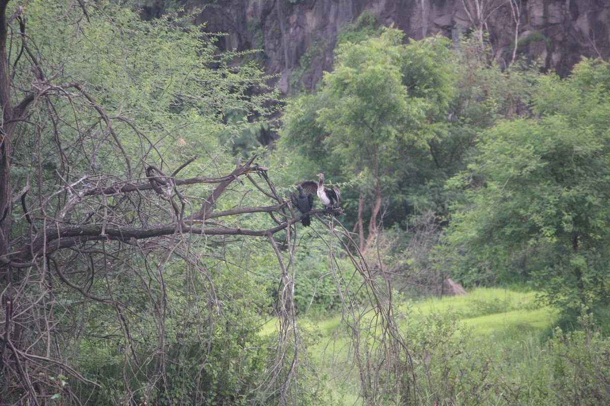 Indian Cormorant - ML638268104