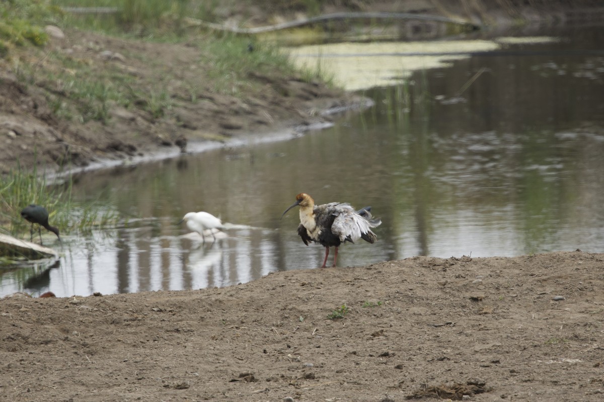 White-faced Ibis - ML638268123