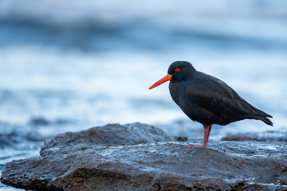 Sooty Oystercatcher - ML638268128