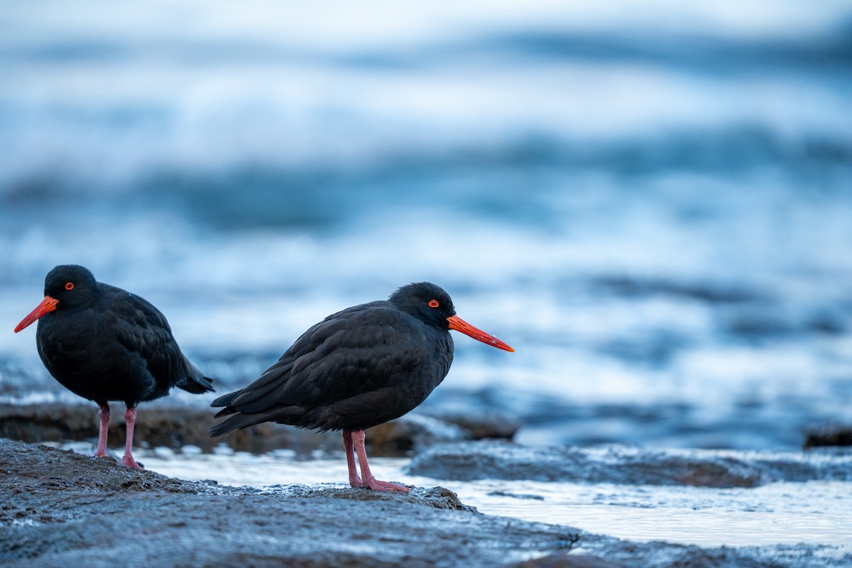 Sooty Oystercatcher - ML638268129