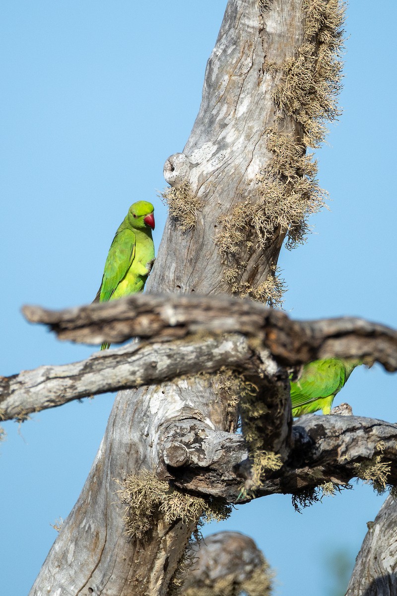 Rose-ringed Parakeet - ML638268130