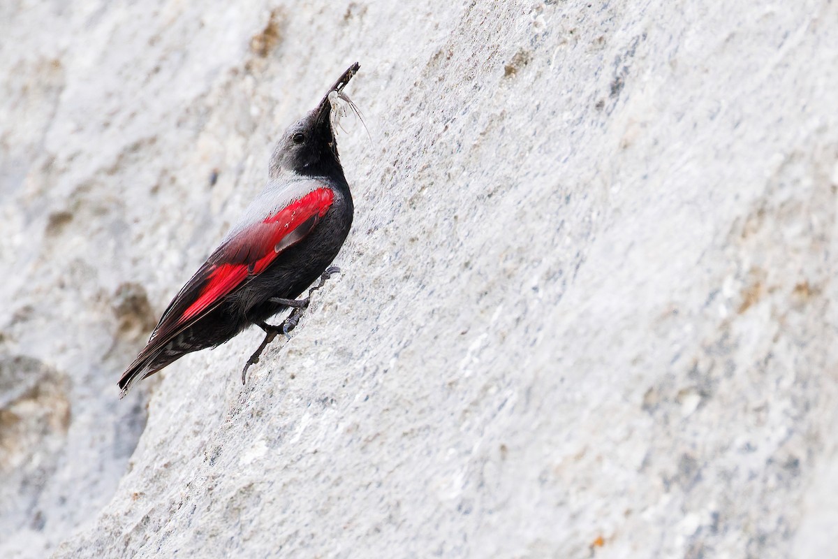 Wallcreeper - ML638268131