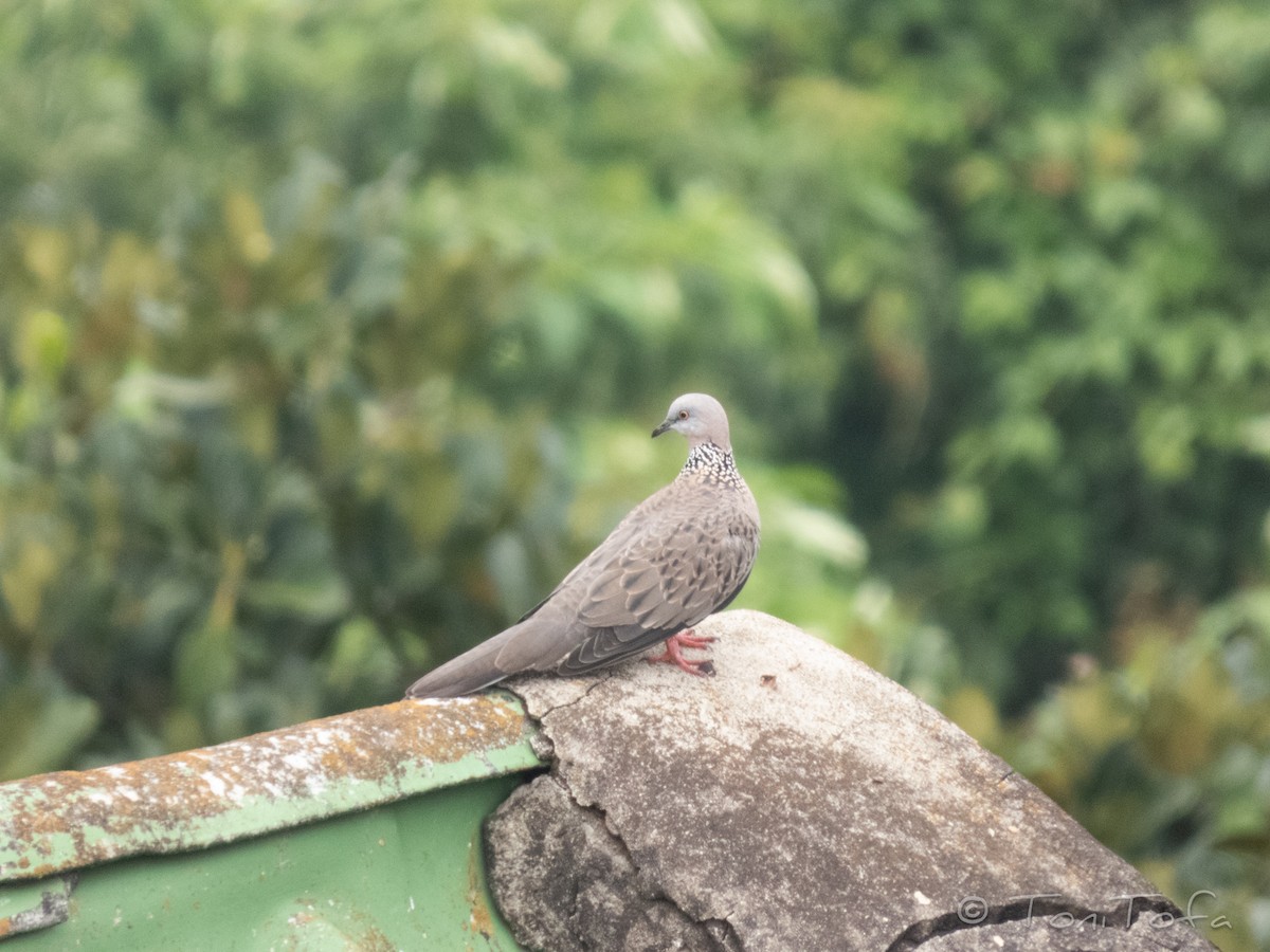 Spotted Dove - ML638268143